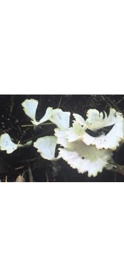 흰배꽃버섯 (Podoscypha albida (Lloyd) S. Ito)