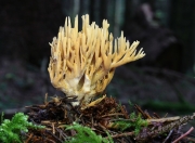 다박싸리버섯 (Ramaria flaccida (Fr.) Bourd.)