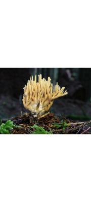 다박싸리버섯 (Ramaria flaccida (Fr.) Bourd.)