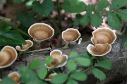 배꽃버섯(나팔배꽃버섯) (Podoscypha nitidula (Berk.) Pát. > Podoscypha surinamensis (Lev.) Pát)