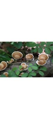 배꽃버섯(나팔배꽃버섯) (Podoscypha nitidula (Berk.) Pát. > Podoscypha surinamensis (Lev.) Pát)