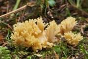 노랑싸리버섯 (Ramaria flava (Schaeff.) Quél.)