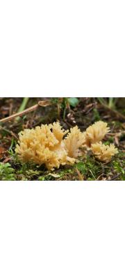 노랑싸리버섯 (Ramaria flava (Schaeff.) Quél.)