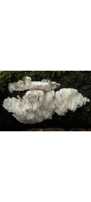흰단창버섯 (Sarcodontia pachyodon (Pers.) Spirin  > Spongipellis pachyodon)