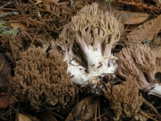 고목싸리버섯 (Ramaria fennica (Karst.) Ricken)