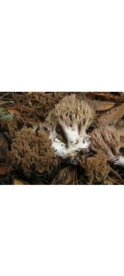 고목싸리버섯 (Ramaria fennica (Karst.) Ricken)