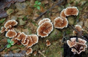 종이애기꽃버섯(애기꽃버섯, 꽃자개버섯) (Stereopsis burtiana (Peck) Reid)