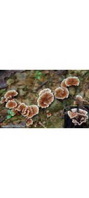 종이애기꽃버섯(애기꽃버섯, 꽃자개버섯) (Stereopsis burtiana (Peck) Reid)