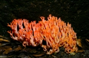 붉은싸리버섯 (Ramaria formosa (Pers.) Quél.)