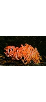붉은싸리버섯 (Ramaria formosa (Pers.) Quél.)