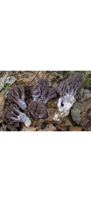 보라싸리버섯(연기싸리버섯) (Ramaria fumigata (Peck) Corner)