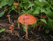 개암대비늘버섯(비늘개암버섯, 비늘개암버섯아재비) (Leratiomyces squamosus (Pers.) Bridge & Spooner  > Naematoloma squamosum (Pers.) Singer > Naematoloma squamosum var. thraustum Imaz. & Hongo)