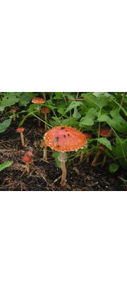 개암대비늘버섯(비늘개암버섯, 비늘개암버섯아재비) (Leratiomyces squamosus (Pers.) Bridge &amp; Spooner  > Naematoloma squamosum (Pers.) Singer > Naematoloma squamosum var. thraustum Imaz. &amp; Hongo)