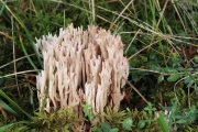 가는싸리버섯 (Ramaria gracilis (Peck) Quél.)