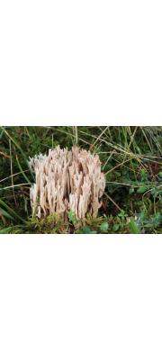 가는싸리버섯 (Ramaria gracilis (Peck) Quél.)