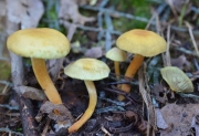 가는대개암버섯 (Naematoloma gracile Hongo)