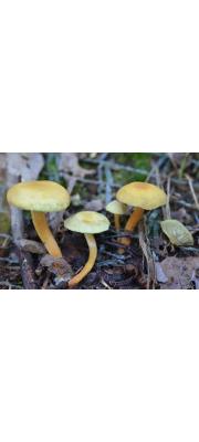 가는대개암버섯 (Naematoloma gracile Hongo)
