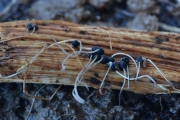 균핵부들국수버섯 (Typhula sclerotioides (Pers.) Fr.)