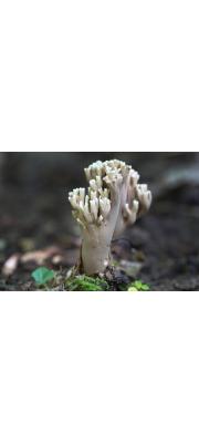 흰끝싸리버섯 (Ramaria grandis (Peck) Corner)
