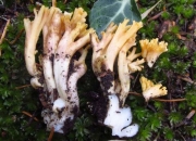 감귤싸리버섯 (Ramaria leptoformosa Marr. & Stuntz)