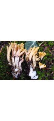 감귤싸리버섯 (Ramaria leptoformosa Marr. &amp; Stuntz)