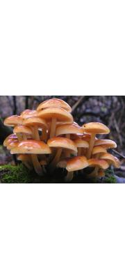 팽이버섯 (Flammulina velutipes (Curt.) Sing.)