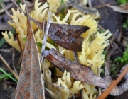 은행싸리버섯 (Ramaria lorithamus (Berk.) Petersen)