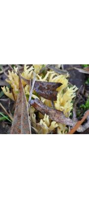 은행싸리버섯 (Ramaria lorithamus (Berk.) Petersen)