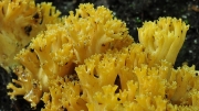 담황색싸리버섯 (Ramaria lutea (Vitt.) Schild)