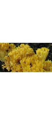 담황색싸리버섯 (Ramaria lutea (Vitt.) Schild)