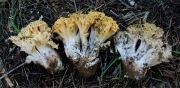 큰밑동황색싸리버섯 (Ramaria magnipes Marr & Stuntz.)