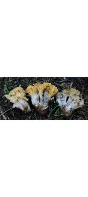 큰밑동황색싸리버섯 (Ramaria magnipes Marr &amp; Stuntz.)
