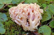 원싸리버섯(새붉은싸리버섯) (Ramaria neoformosa Petersen)