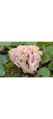원싸리버섯(새붉은싸리버섯) (Ramaria neoformosa Petersen)