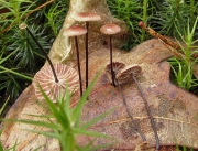연잎낙엽버섯 (Marasmius androsaceus (L.) Fr.)