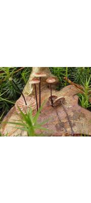 연잎낙엽버섯 (Marasmius androsaceus (L.) Fr.)