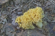 도가머리싸리버섯 (Ramaria obtusissima (Peck) Corner)