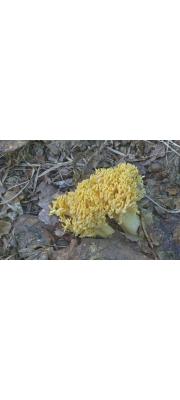 도가머리싸리버섯 (Ramaria obtusissima (Peck) Corner)