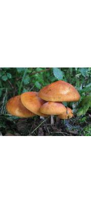 황소낙엽버섯 (Marasmius aurantioferrugineus Hongo)