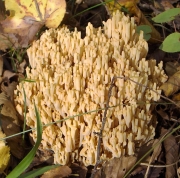 바랜싸리버섯(백색끼싸리버섯) (Ramaria pallida (Schaeff.) Ricken)