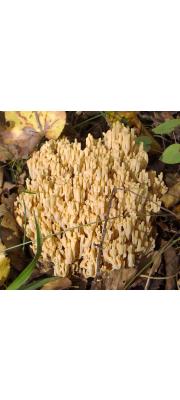 바랜싸리버섯(백색끼싸리버섯) (Ramaria pallida (Schaeff.) Ricken)