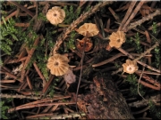 실낙엽버섯(실바늘낙엽버섯) (Marasmius bulliardii Quél. . > Marasmius bulliardii f. acicola (Lund.) Noorder.)