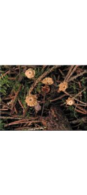 실낙엽버섯(실바늘낙엽버섯) (Marasmius bulliardii Quél. . > Marasmius bulliardii f. acicola (Lund.) Noorder.)