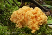 황색싸리버섯 (Ramaria primulina Petersen)