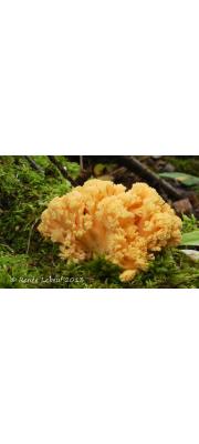 황색싸리버섯 (Ramaria primulina Petersen)