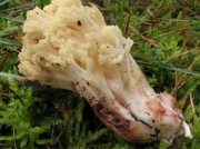 자주색싸리버섯 (Ramaria sanguinea (Pers.) Quél.)