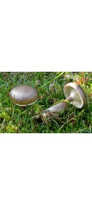 깔때기연기버섯(흰깔때기버섯) (Ampulloclitocybe avellaneialba (Murr.) Harmaja > Clitocybe avellaneialba Murr.)