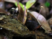 키다리낙엽버섯 (Marasmius buxi Fr.)