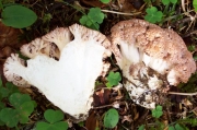 옆싸리버섯 (Ramaria secunda (Berk.) Corner)