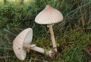 젖꼭지큰갓버섯 (Macrolepiota mastoidea (Fr.) Sing.)